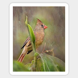 Female Cardinal Bird Sticker